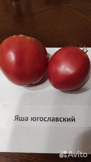 Семена коллекционных томатов