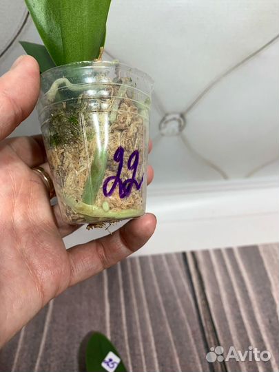 Бабочка орхидея PF 5017