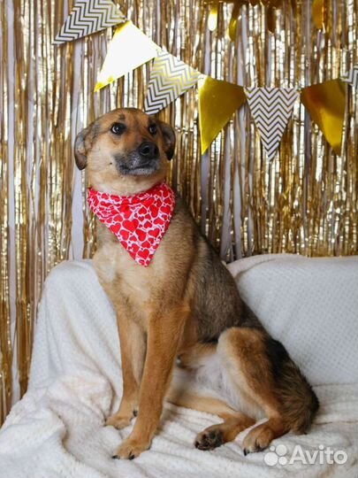 Собаку вернули в приют после 3 лет дома