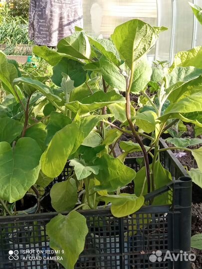 Рассада томатов. Рассада баклажанов