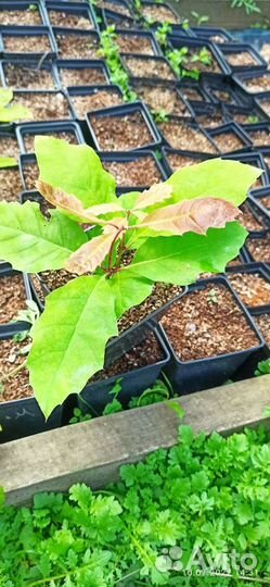 Саженцы дуба красного 2022 года