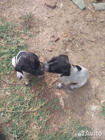 Щенки Курцхар