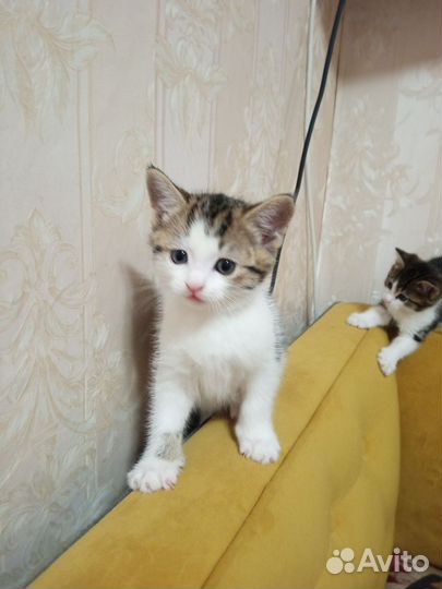 Котятки окраса вискас