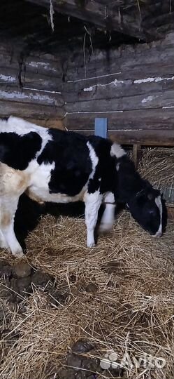 Продается бычок