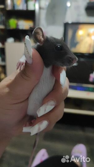 Декоративная крыса дамбо