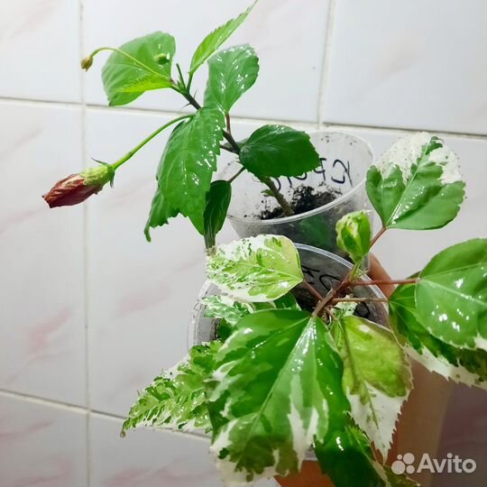 Сортовые гибискусы