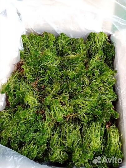 Мох Сфагнум августовский сбор