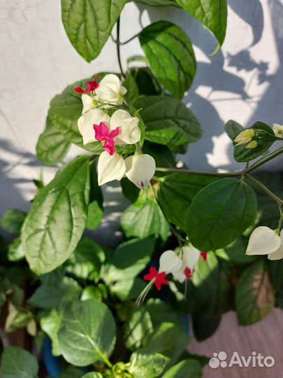 Клеродендрум томпсон