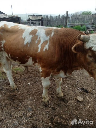 Красуля и Адотя