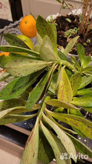 Синадениум Рубра Дерево Любви