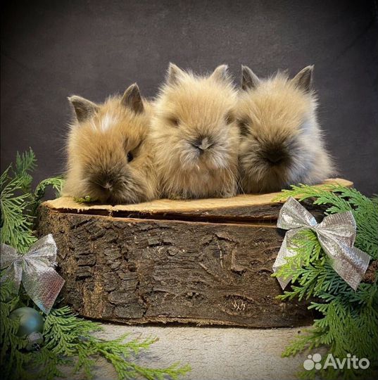 Декоративные кролики