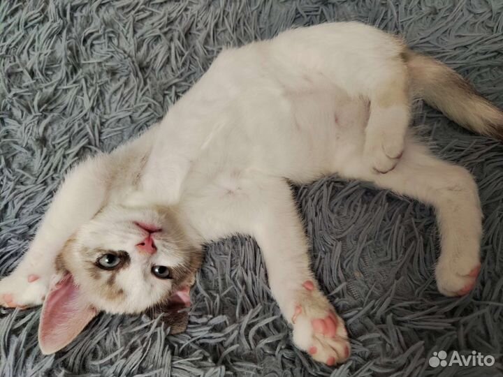 Европейская