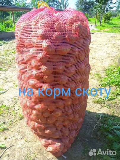 Картофель на корм скоту