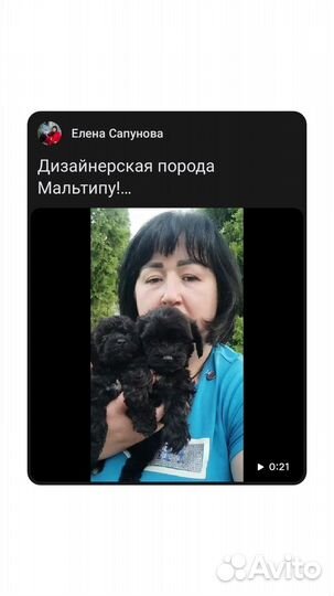 Мальтипу щенки мини до 3 кг