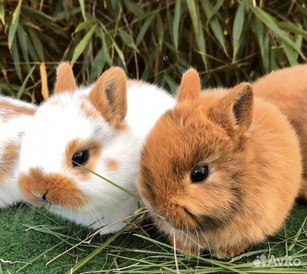 Карликовые Кролики Привитые и Приученные к Лотку