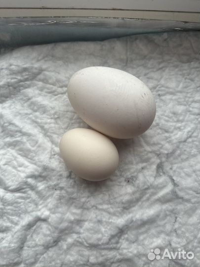 Домашние куриные/гусиные яйца