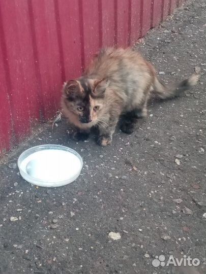 Котенок девочка ищет дом