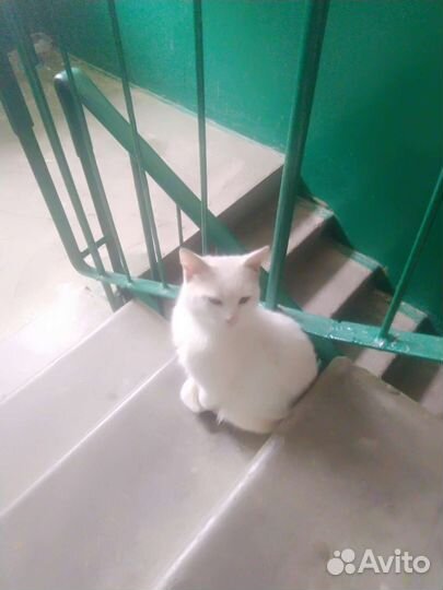 Котик