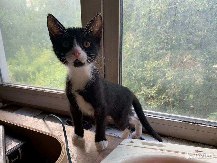 Котенок девочка