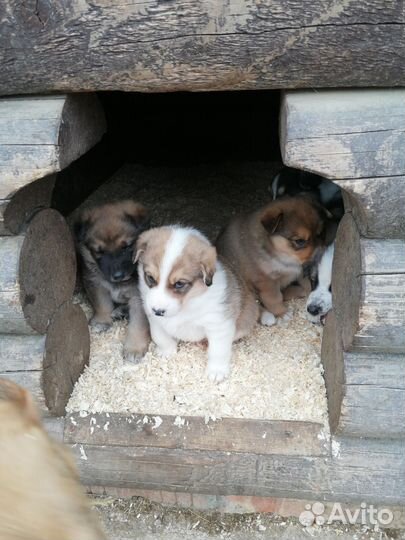 Собаки щенки