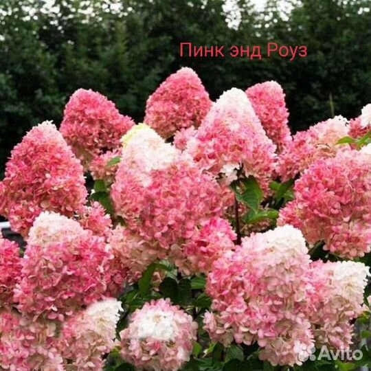 Гортензия метельчатая