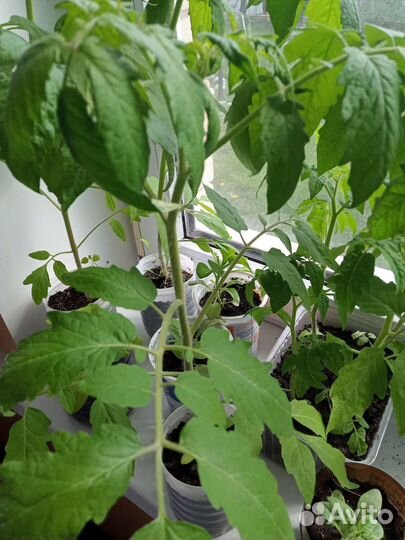 Рассада помидор