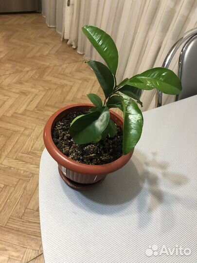 Цветы разные. Замиокулькас (Долларовое дерево)