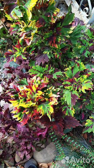 Сортовые колеусы