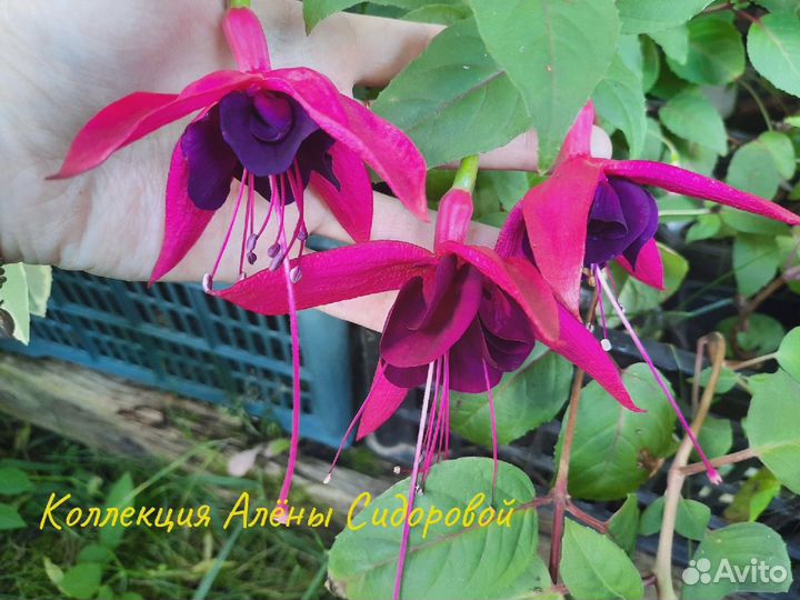 Сортовые Фуксии