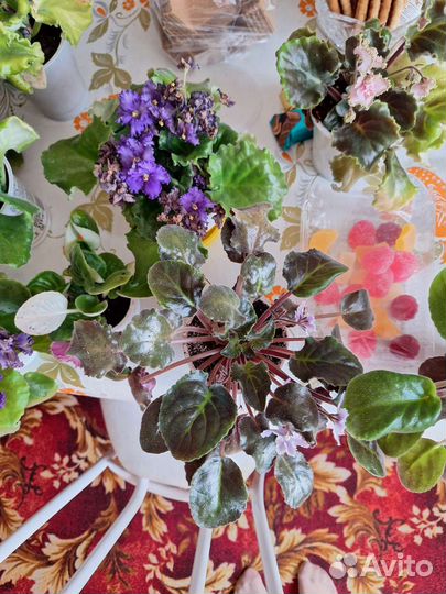 Цветущие фиалки