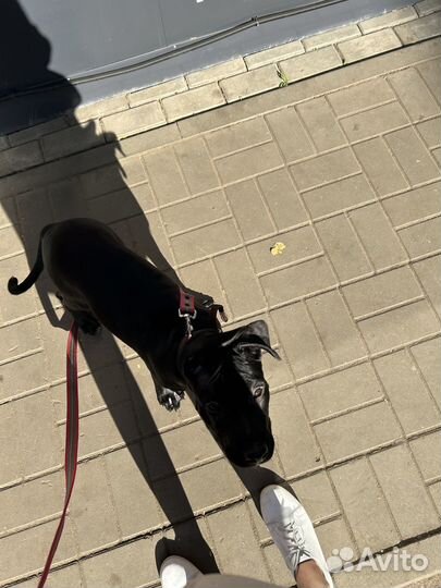 Продам пит Буля, девочка 4месяца