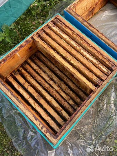 Мёд 2023, свежий урожай