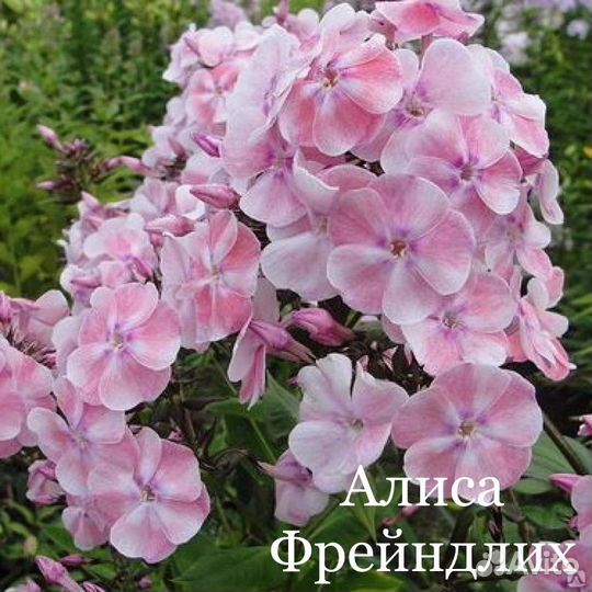 Флокс метельчатый