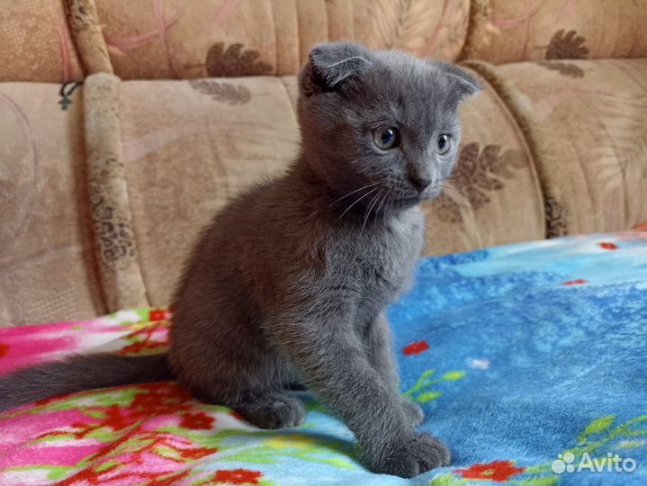 Шотландская вислоухая