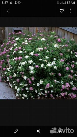 Спирея двухцветная Генпей(Широбана). Ива Маунт