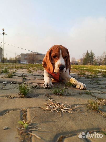 Щенок бигль мальчик