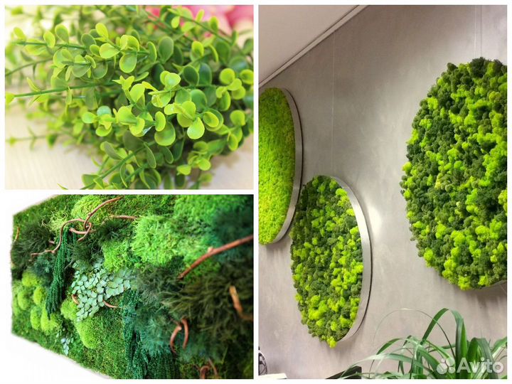 Декоративная зелень: цветы, кусты и мох. Оптом