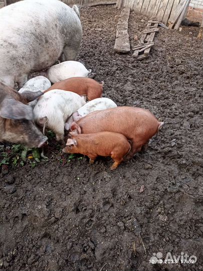 Поросята, свиноматка