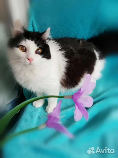 Молодой котик в поисках любящих ручек