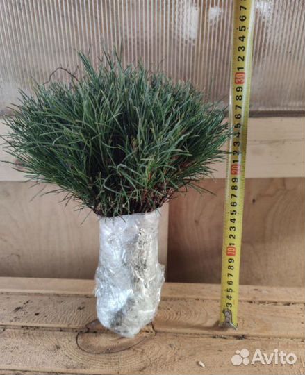 Кедр саженцы / сеянцы