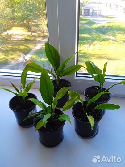 Спатифиллум или 