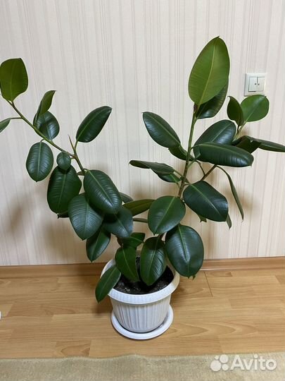 Комнатные цветы