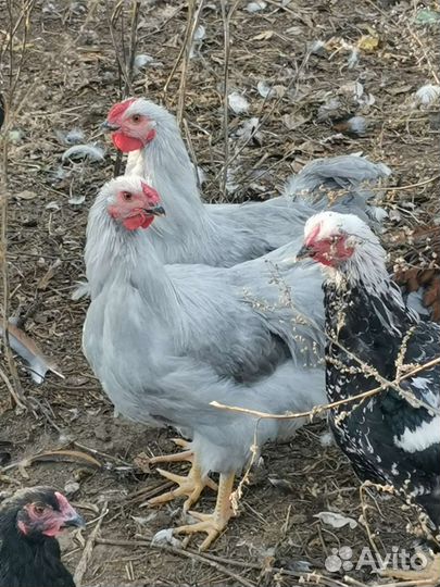 Молодые петухи