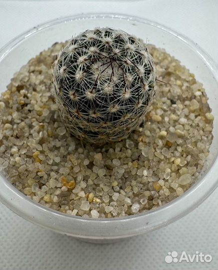 Кактусы и суккуленты москва