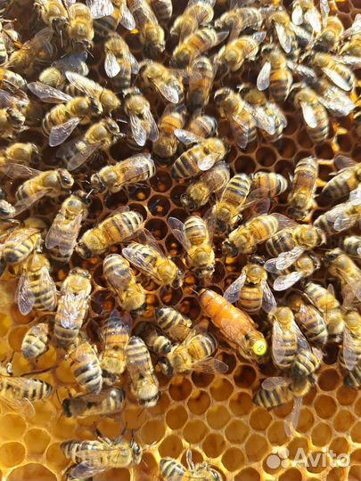 Пчеломатки Бакфаст на 2023 год