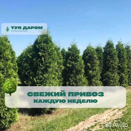 Туя брабант с доставкой