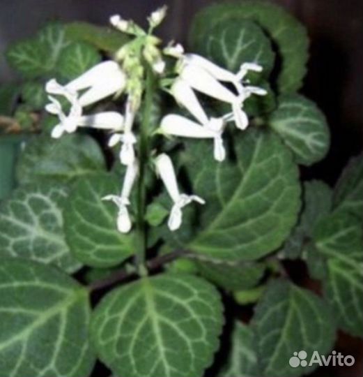 Домашние растения