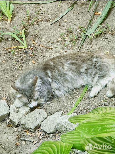 Кошка Василисса в добрые руки