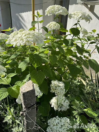 Гортензия (древовидная)саженцы