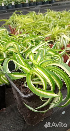 Хлорофитум кудрявый Бонни - молодое растение в гор